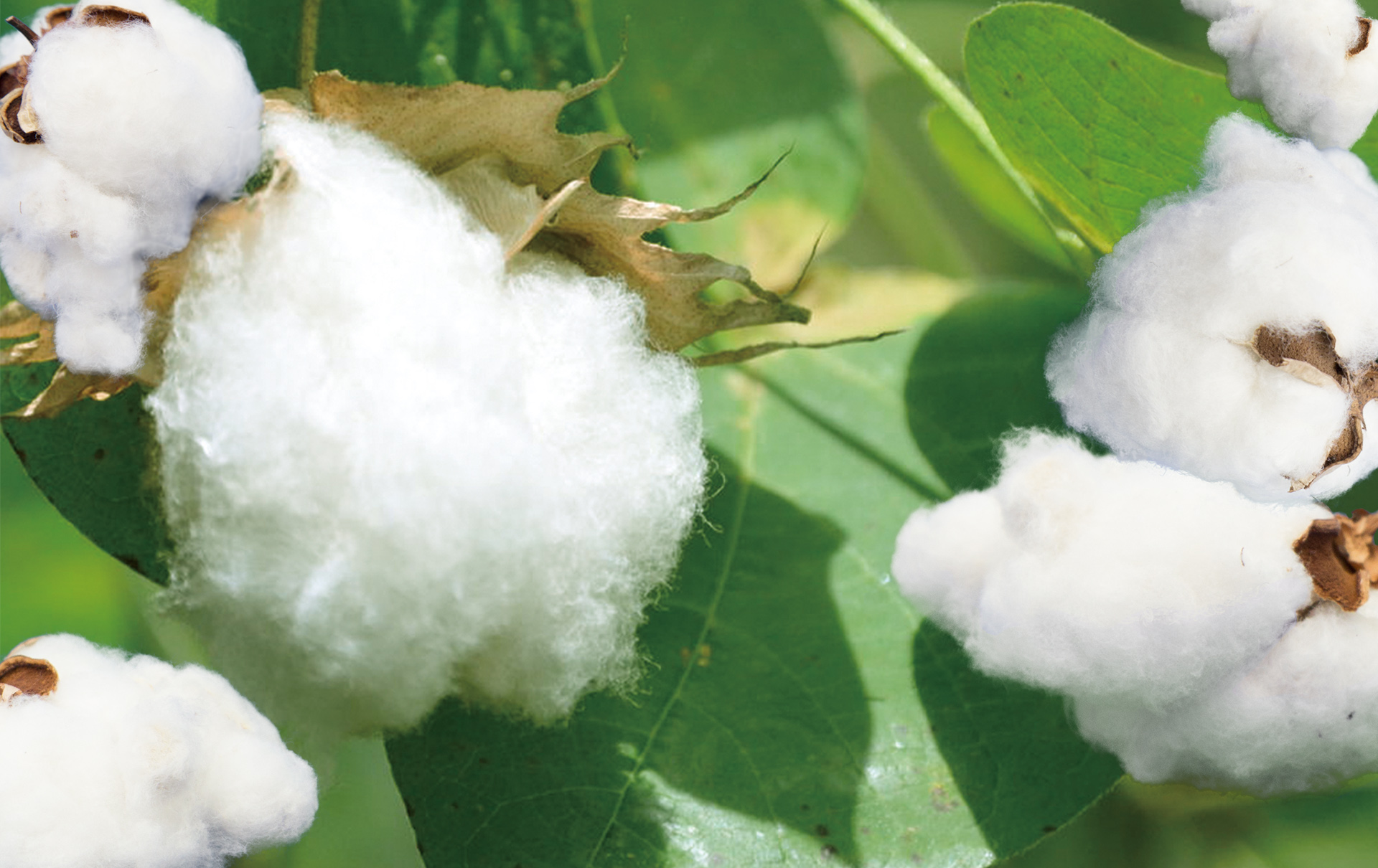 Cosmetic Cotton from Medical Technology